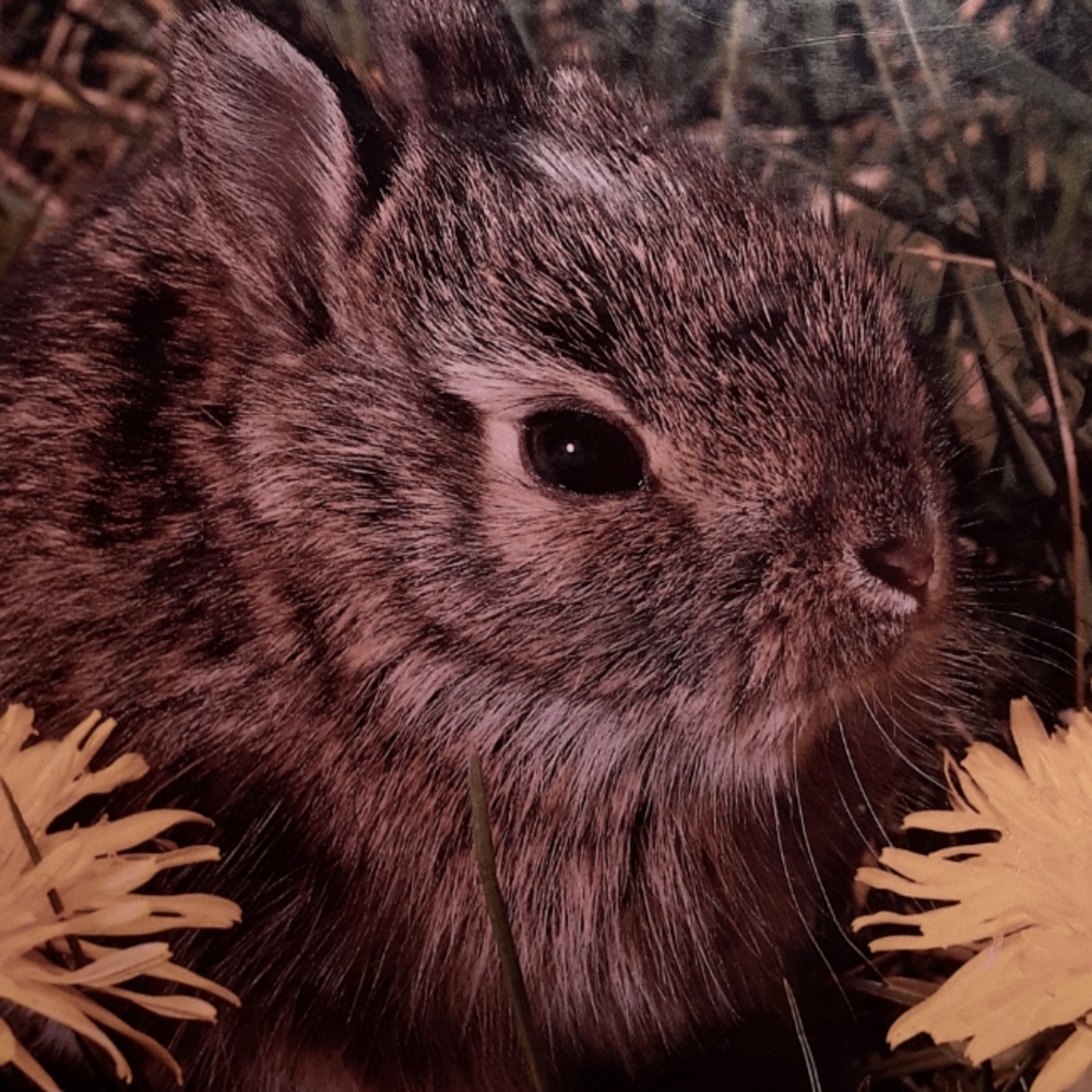 Child's Rabbit Book - Picture 7 of 7